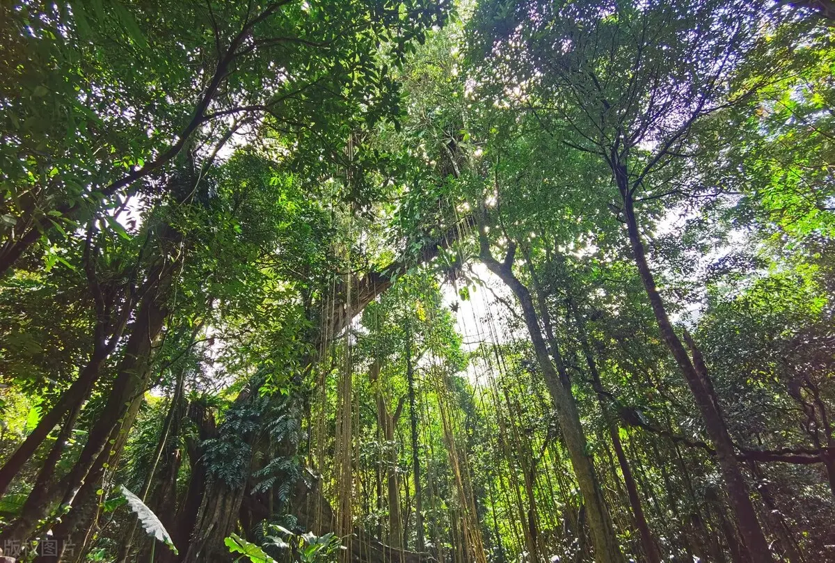 茶餐厅南洋_南洋美食茶吧_南洋茶室餐厅
